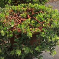 Arctostaphylos glandulosa f. repens ‘Mount Vision’
