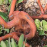 Arctostaphylos glandulosa f. repens 'Mount Vision' - Eastwood manzanita