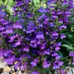 Penstemon 'Catherine de la Mare' - penstemon