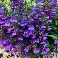 Penstemon ‘Catherine de la Mare’