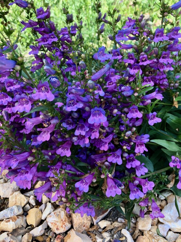 Penstemon 'Catherine de la Mare' - penstemon