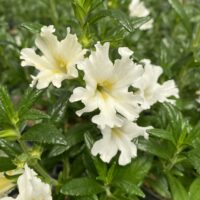 Diplacus (Mimulus) bifidus ‘White’