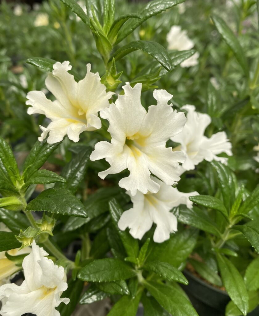 Diplacus (Mimulus) bifidus 'White' - monkeyflower