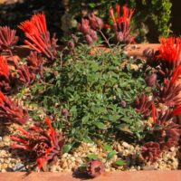Monardella macrantha ‘Marian Sampson’