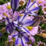 Triteleia laxa 'Rudy' - Ithuriel's spear