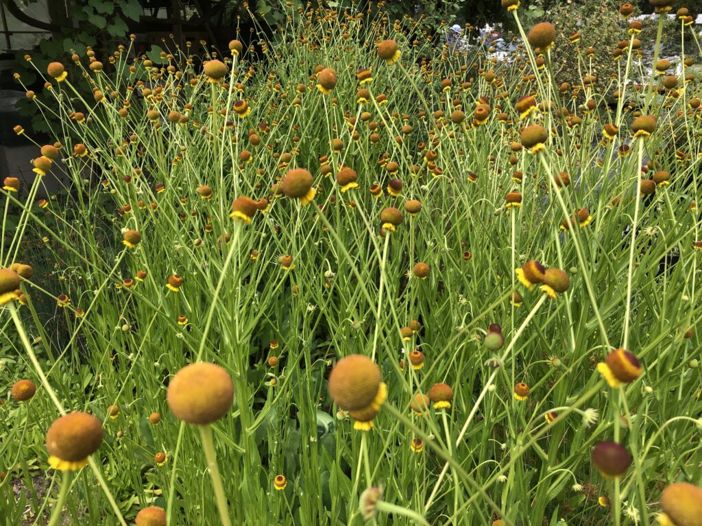 Helenium puberulum - rosilla