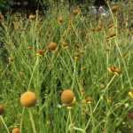 Helenium puberulum - rosilla