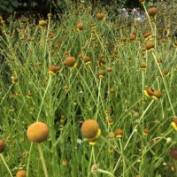 Helenium puberulum - rosilla