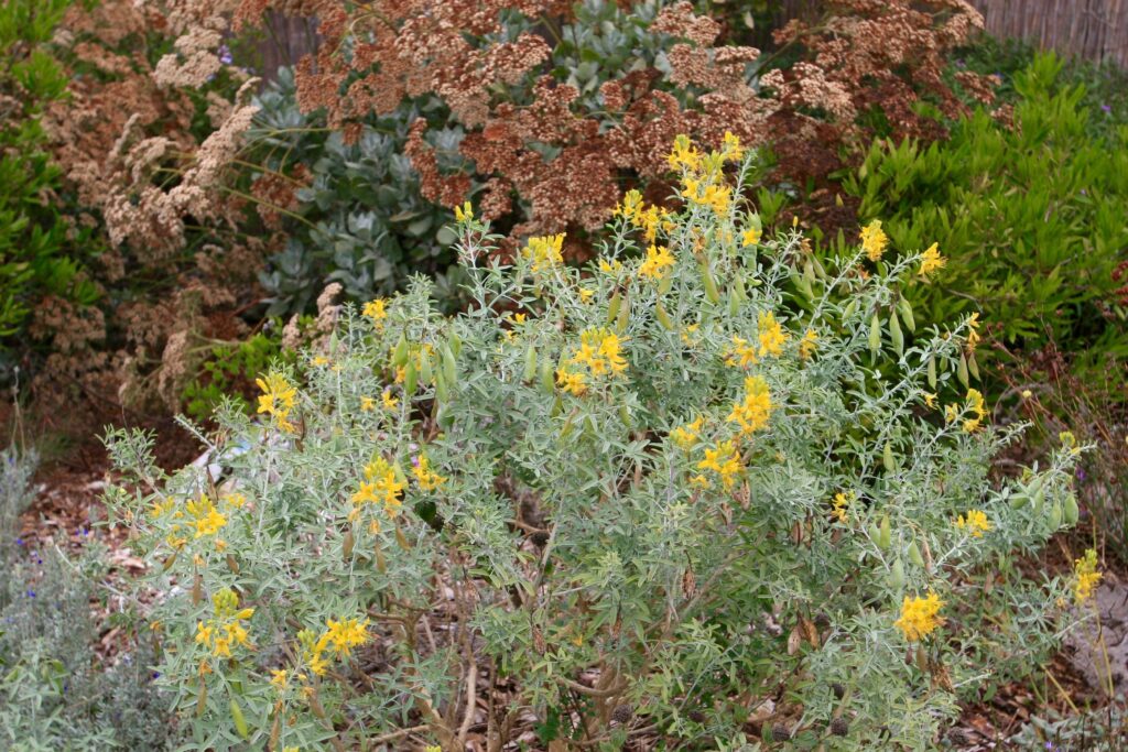 Cleomella (Isomeris) arborea - bladderpod