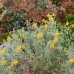 Cleomella (Isomeris) arborea - bladderpod