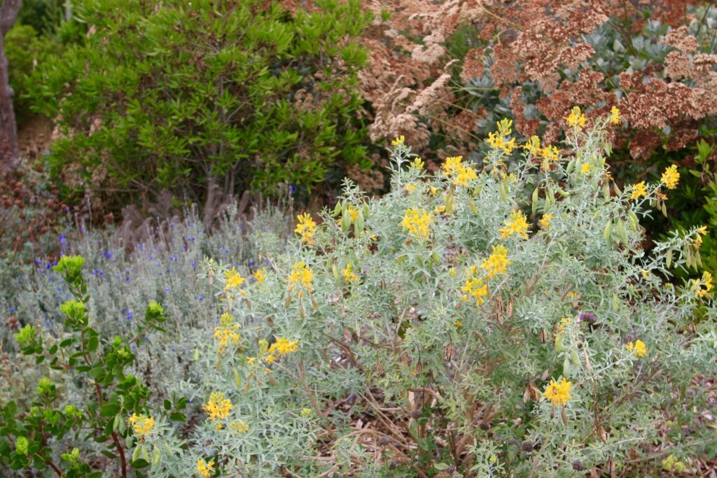 Cleomella (Isomeris) arborea - bladderpod