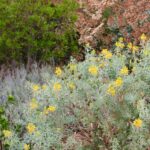 Cleomella (Isomeris) arborea - bladderpod