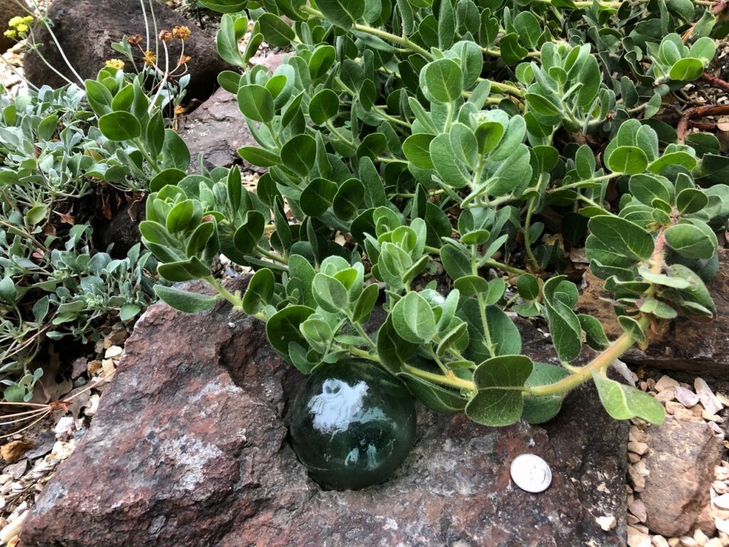 Arctostaphylos x media 'Peter Ehrlich' - manzanita