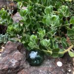 Arctostaphylos x media 'Peter Ehrlich' - manzanita