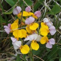 Lotus (Hosackia) formosissimus (gracilis) - coast lotus