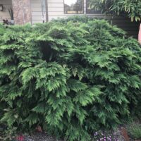 Chamaecyparis lawsoniana ‘Nidiformis’