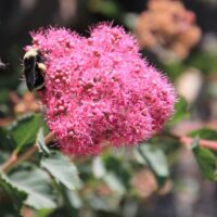 Spiraea splendens 'Trinity Rose' - rose meadowsweet