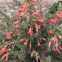Epilobium canum ‘Sierra Salmon’