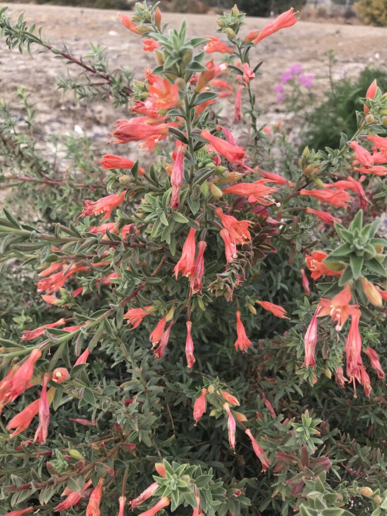 Epilobium canum 'Sierra Salmon' - California fuchsia