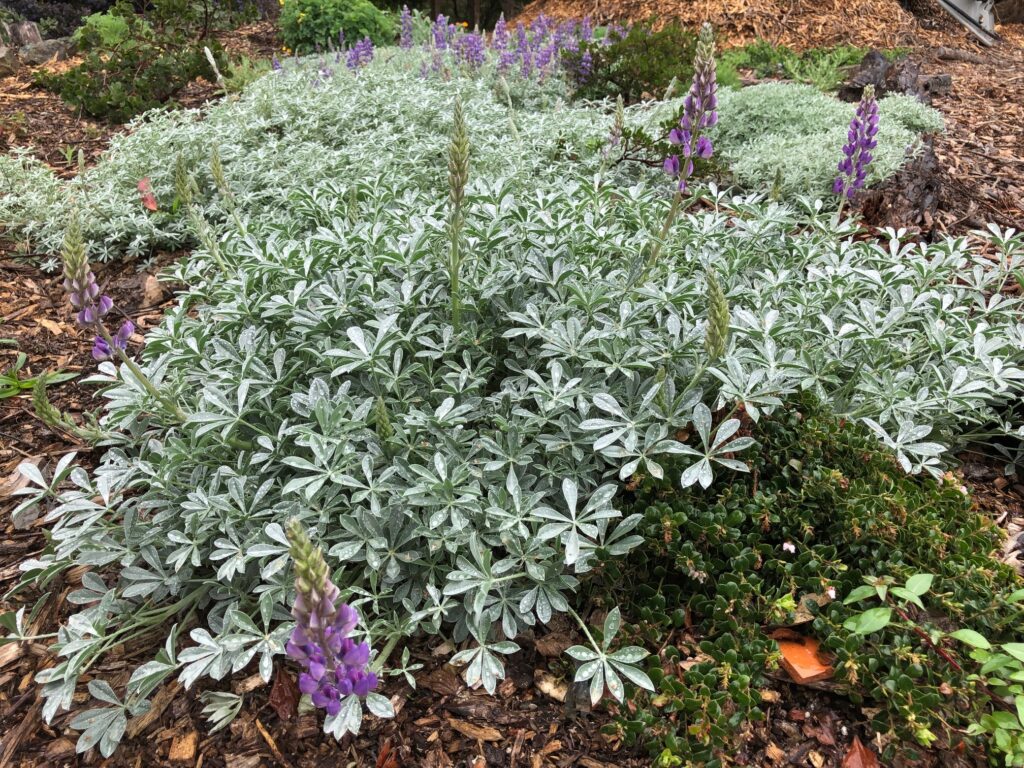 Lupinus albifrons var. collinus - prostrate silver lupine