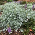 Lupinus albifrons var. collinus - prostrate silver lupine