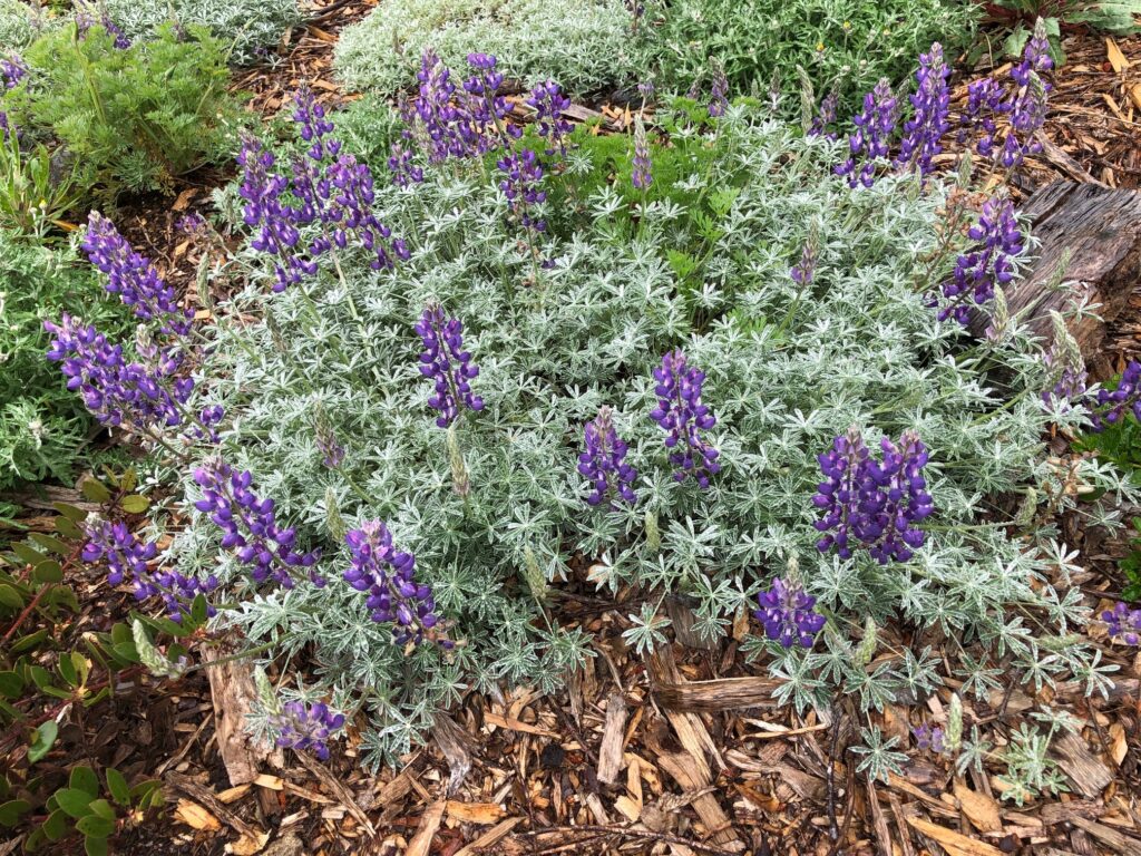 Lupinus albifrons var. collinus - prostrate silver lupine