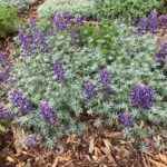 Lupinus albifrons var. collinus - prostrate silver lupine