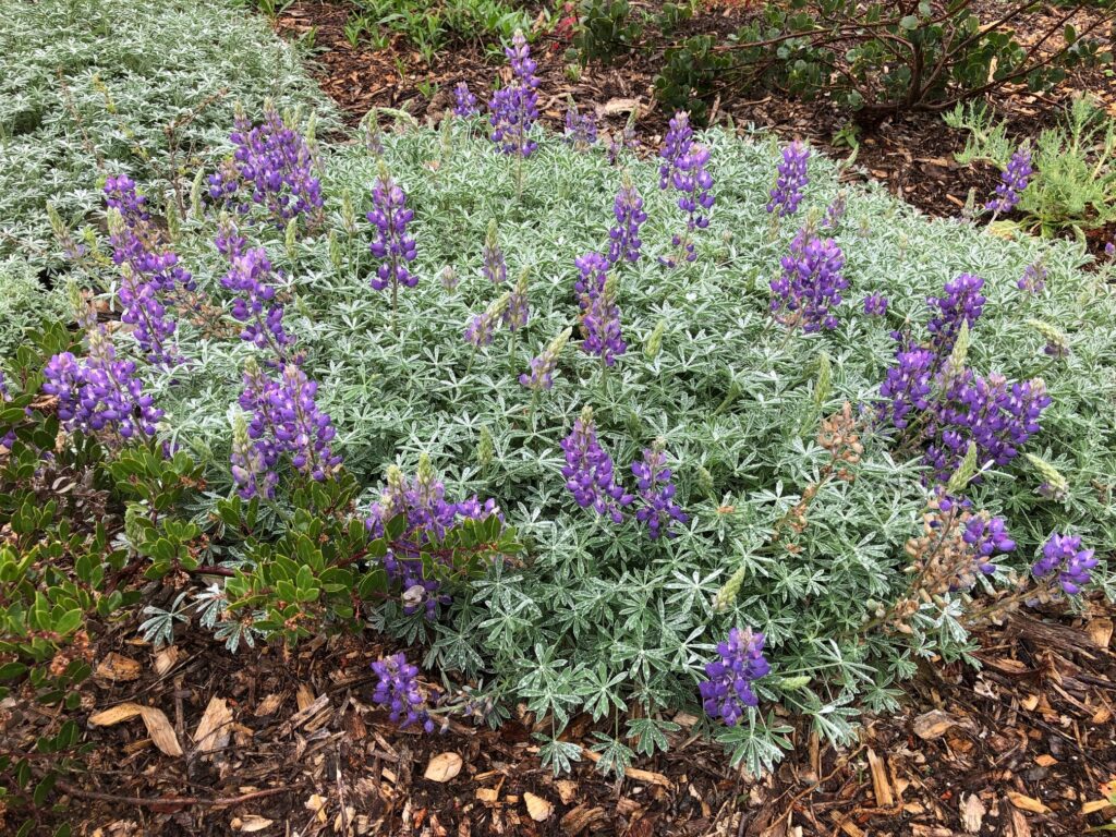 Lupinus albifrons var. collinus - prostrate silver lupine