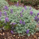 Lupinus albifrons var. collinus - prostrate silver lupine