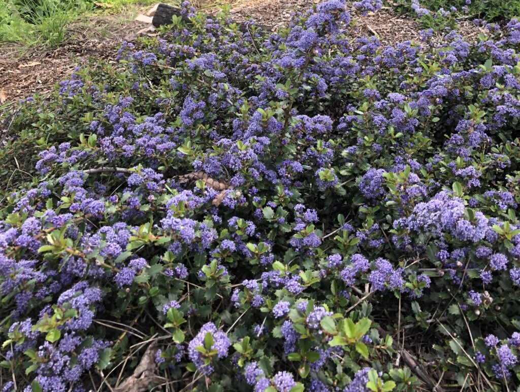 Ceanothus gloriosus var. exaltatus 'Emily Brown' - Navarro ceanothus