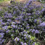 Ceanothus gloriosus var. exaltatus 'Emily Brown' - Navarro ceanothus