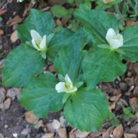 Trillium chloropetalum