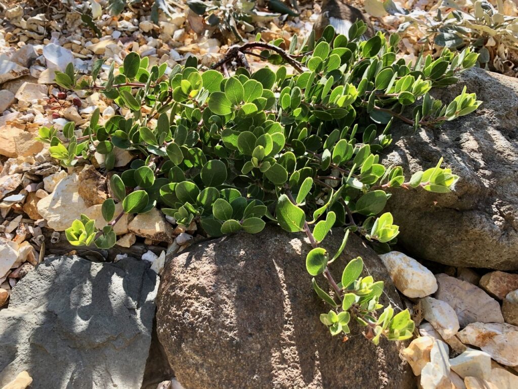 Arctostaphylos montana ssp. ravenii - Presidio manzanita