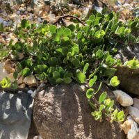 Arctostaphylos montana ssp. ravenii
