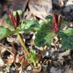 Trillium chloropetalum - giant Trillium