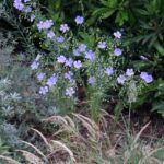Linum lewisii - Western blue flax