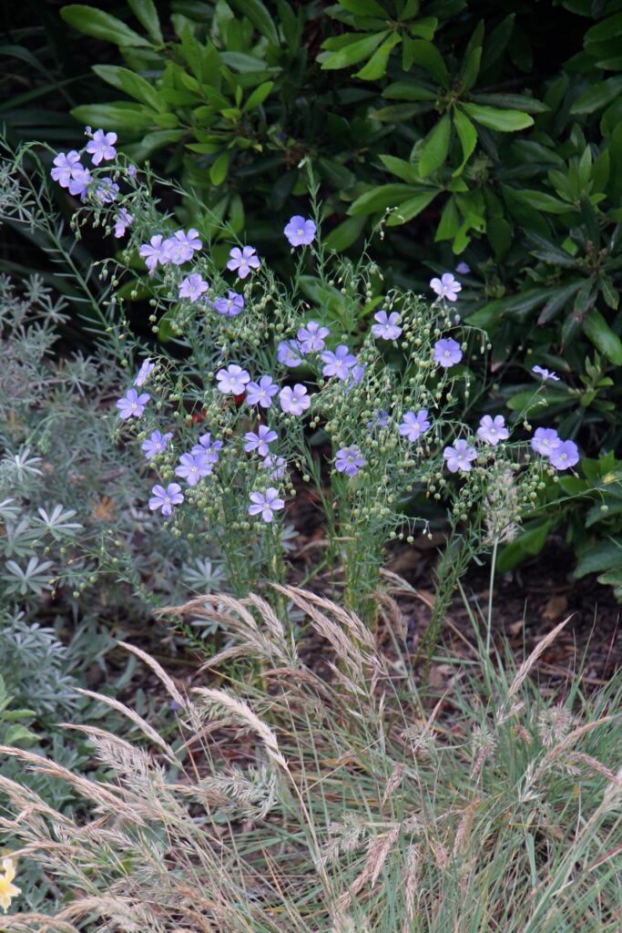 Linum lewisii - Western blue flax
