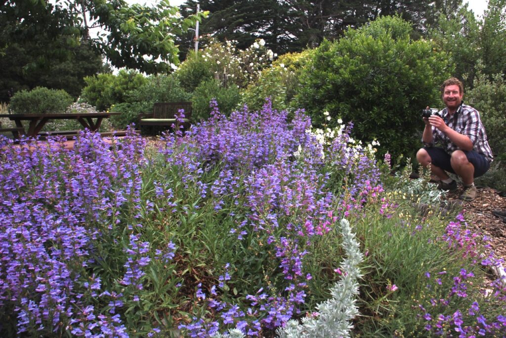 Penstemon 'Catherine de la Mare' - penstemon