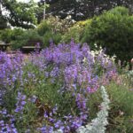 Penstemon 'Catherine de la Mare' - penstemon