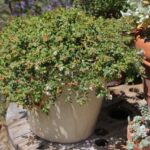 Arctostaphylos edmundsii 'Bert Johnson' - Little Sur manzanita
