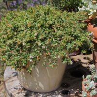 Arctostaphylos edmundsii ‘Bert Johnson’