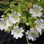 Limnanthes douglasii ssp. nivea - snowy meadowfoam