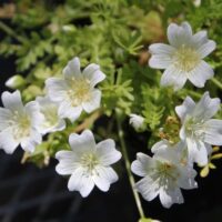 Limnanthes douglasii ssp. nivea - snowy meadowfoam