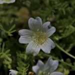 Limnanthes douglasii ssp. nivea - snowy meadowfoam