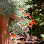 Epilobium septentrionale 'Select Mattole' - California fuchsia