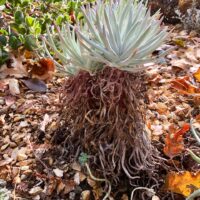 Dudleya virens ssp. hassei
