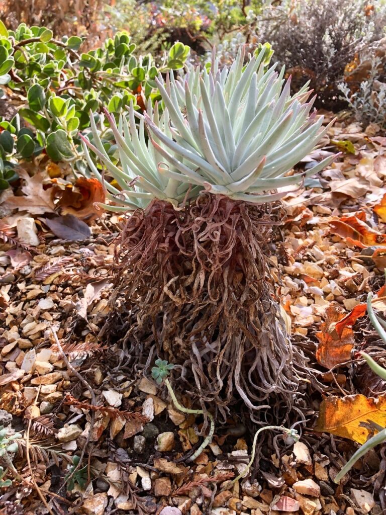 Dudleya virens ssp. hassei - Catalina Island Dudleya