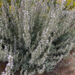 Salvia apiana - white sage