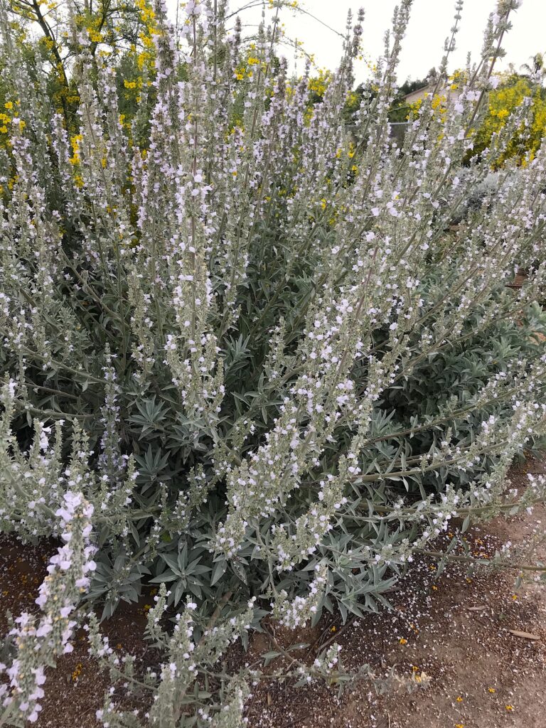 Salvia apiana - white sage