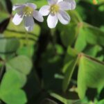 Oxalis oregana 'Smith River White' - white redwood sorrel